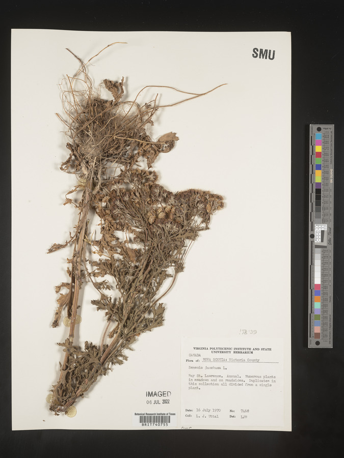 Senecio jacobaea image