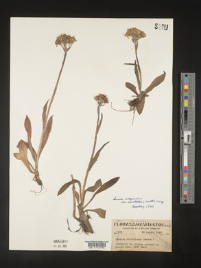 Senecio integerrimus image