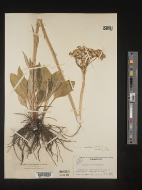 Senecio integerrimus image