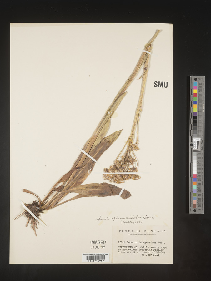 Senecio sphaerocephalus image
