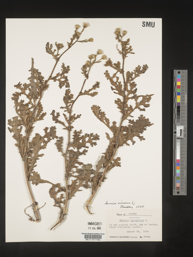 Senecio viscosus image