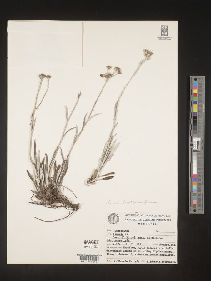 Senecio loratifolius image