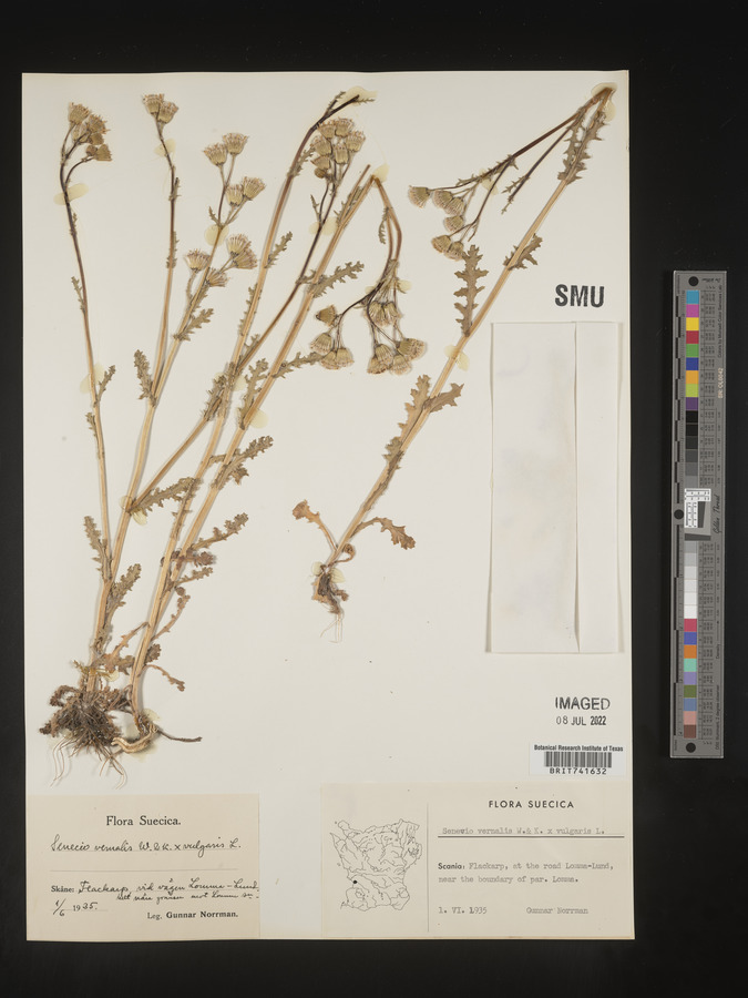Senecio leucanthemifolius image