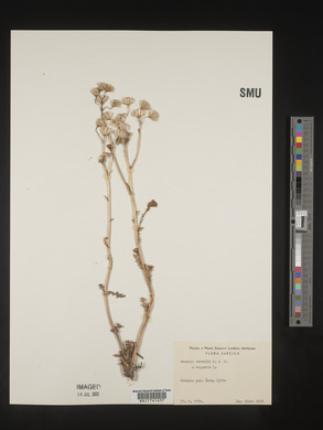 Senecio leucanthemifolius subsp. vernalis image