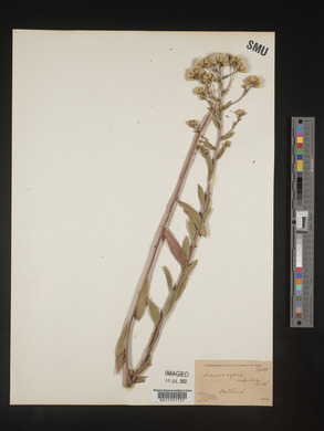 Sericocarpus rigidus image