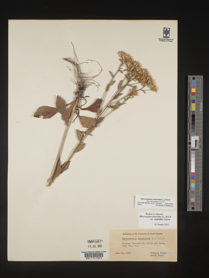 Sericocarpus asteroides image
