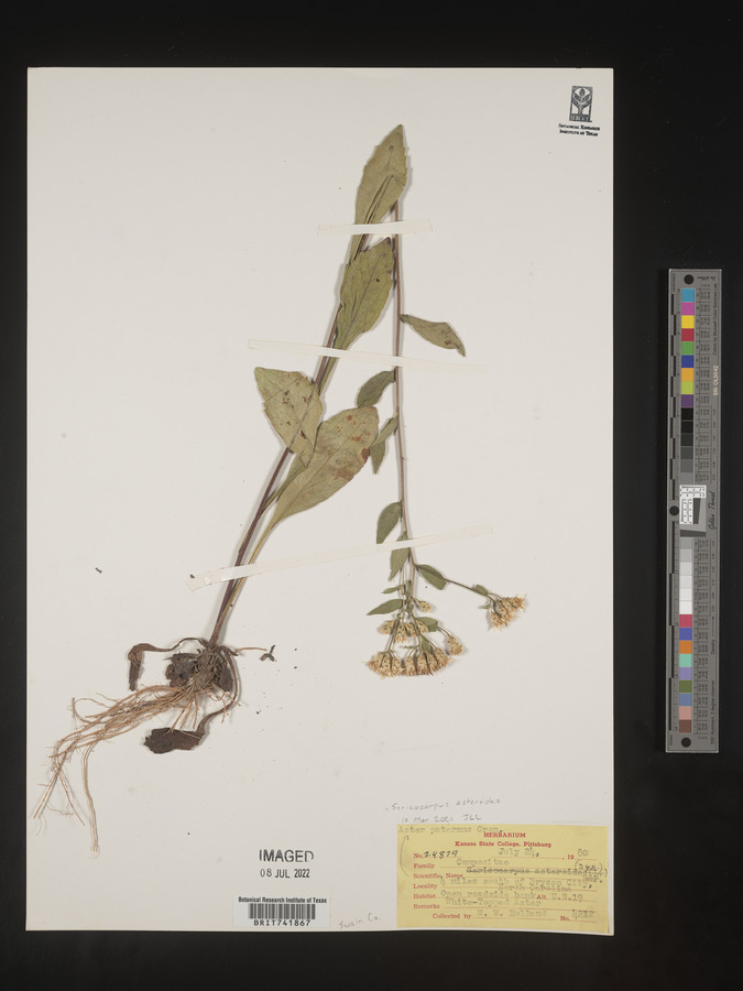 Sericocarpus asteroides image