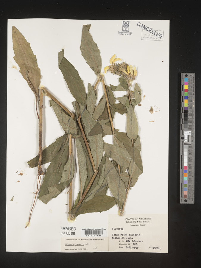 Silphium radula image