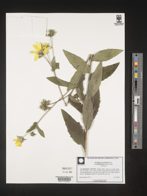 Silphium asteriscus image