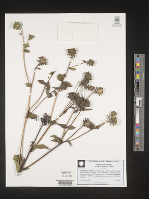 Silphium asteriscus image