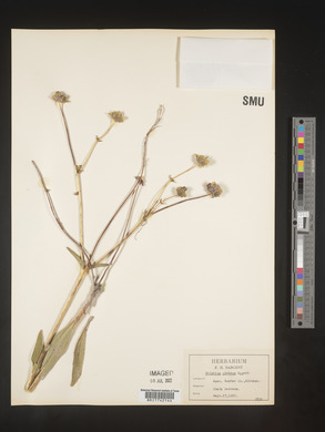 Silphium glabrum image