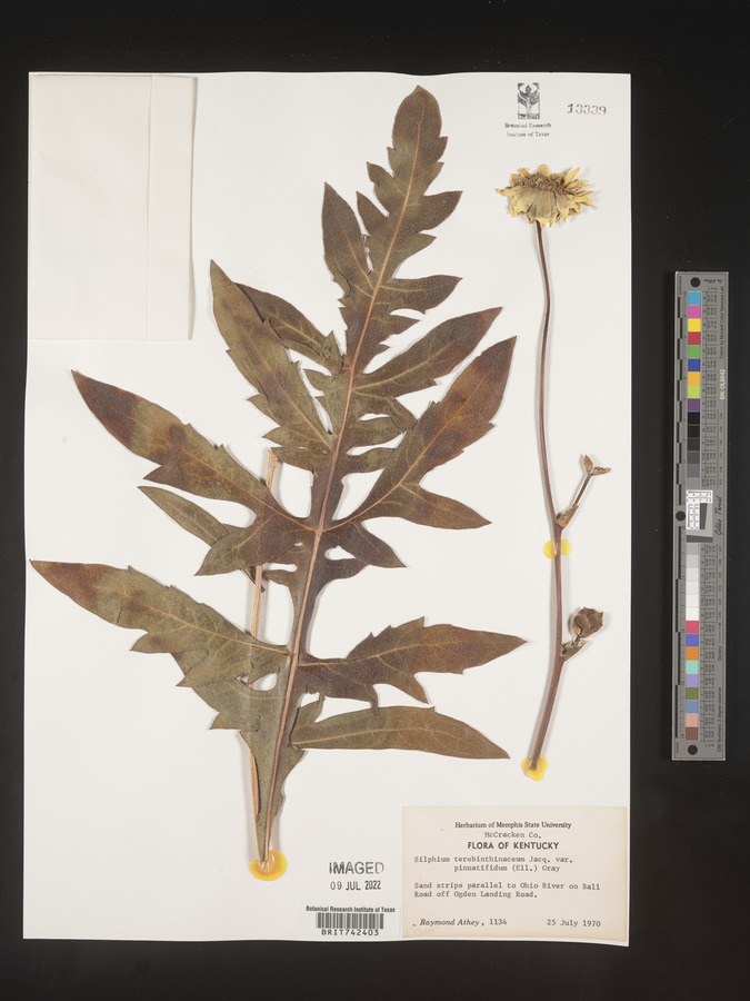 Silphium pinnatifidum image