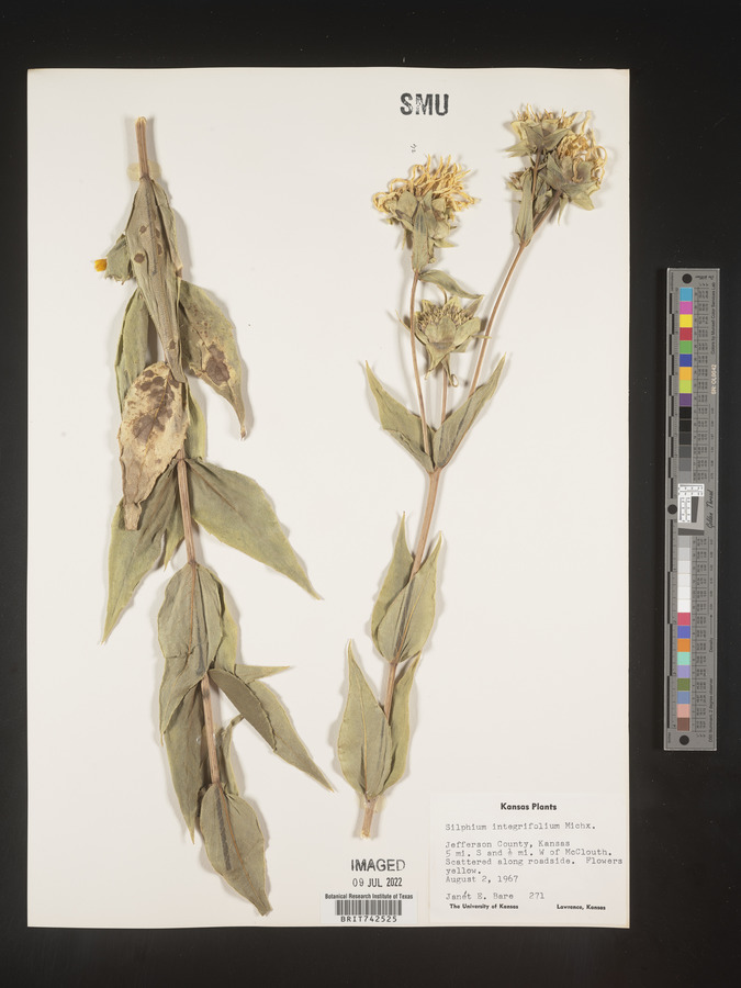 Silphium speciosum image