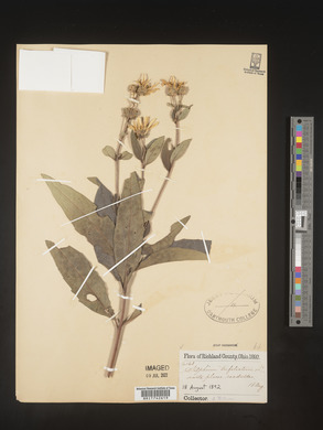 Silphium asteriscus image