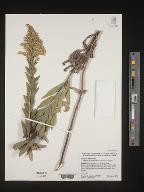Solidago altissima subsp. gilvocanescens image