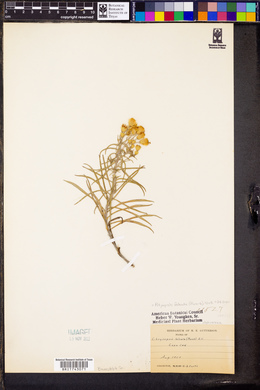 Pityopsis falcata image