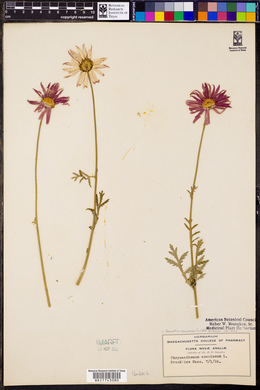 Tanacetum coccineum image