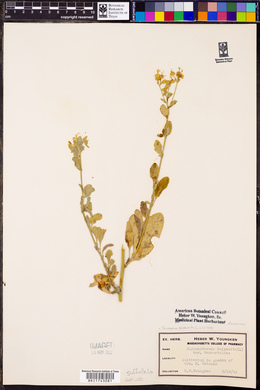 Tanacetum balsamita image