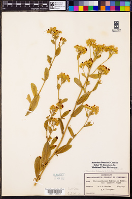 Tanacetum balsamita image