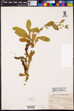 Tanacetum balsamita image