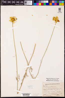 Tanacetum cinerariifolium image