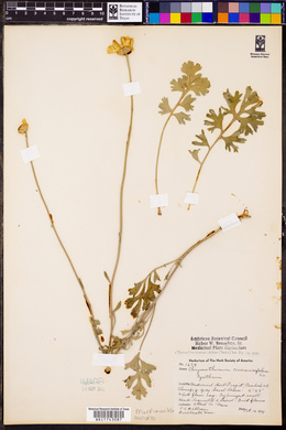 Tanacetum cinerariifolium image