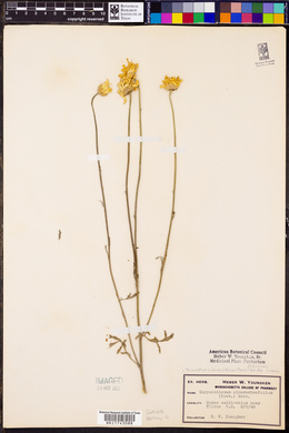 Tanacetum cinerariifolium image