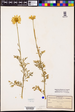 Tanacetum cinerariifolium image