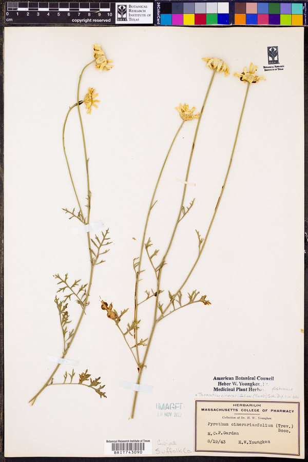 Tanacetum cinerariifolium image