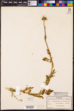 Tanacetum coccineum image