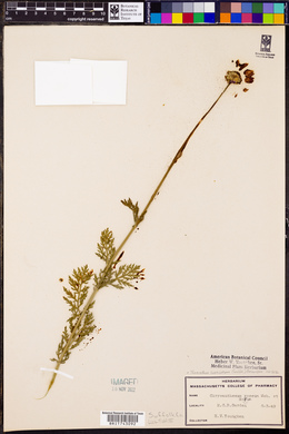 Tanacetum coccineum image