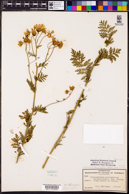 Tanacetum macrophyllum image