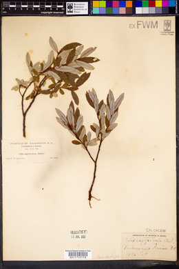 Salix argyrocarpa image