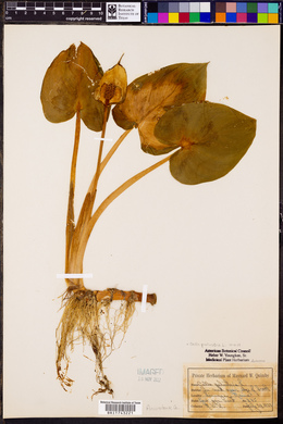 Calla palustris image