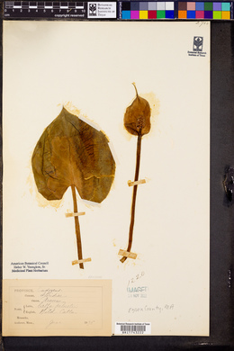 Calla palustris image