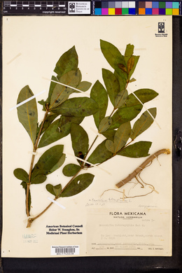 Rauvolfia tetraphylla image