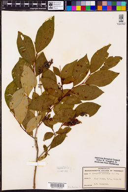 Oxydendrum arboreum image