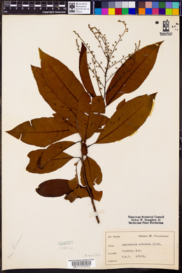 Oxydendrum arboreum image