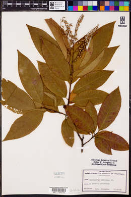 Oxydendrum arboreum image