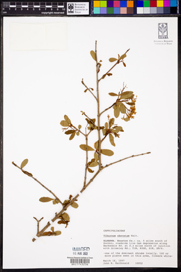 Viburnum obovatum image