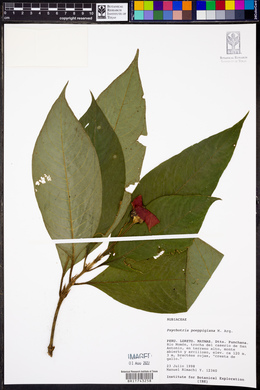 Psychotria poeppigiana image