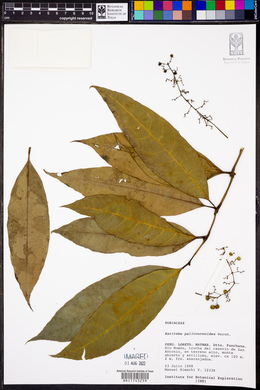 Raritebe palicoureoides image