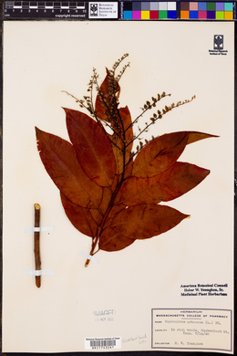 Oxydendrum arboreum image