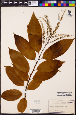 Oxydendrum arboreum image