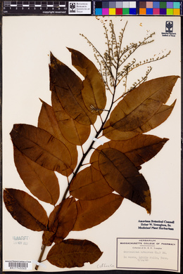 Oxydendrum arboreum image