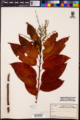 Oxydendrum arboreum image