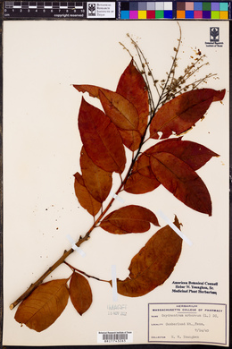 Oxydendrum arboreum image