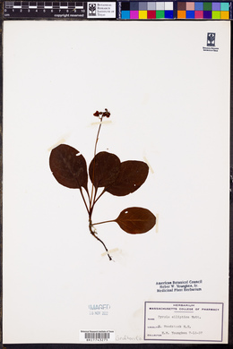 Pyrola elliptica image