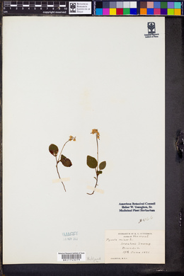 Pyrola minor image