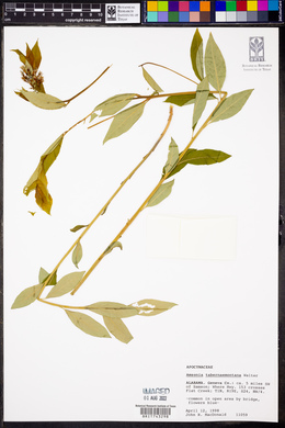 Amsonia tabernaemontana image